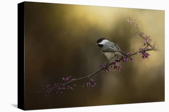 Chickadee in the Golden Light-Jai Johnson-Premier Image Canvas