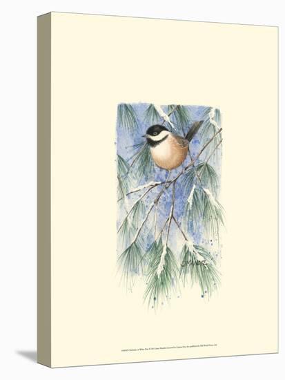 Chickadee in White Pine-Janet Mandel-Stretched Canvas