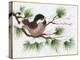 Chickadee on a Pine Tree-Beverly Johnston-Premier Image Canvas