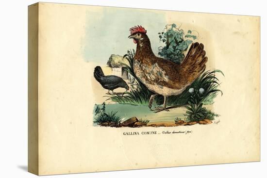 Chicken, 1863-79-Raimundo Petraroja-Premier Image Canvas