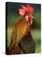 Chicken Cockerel Crowing-null-Premier Image Canvas