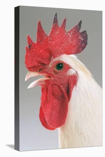 Chicken Cockerel White Hybrid in Studio-null-Premier Image Canvas