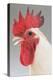 Chicken Cockerel White Hybrid in Studio-null-Premier Image Canvas