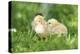Chicken, Gallus Gallus Domesticus, Chicks, Meadow, at the Side, Is Standing-David & Micha Sheldon-Premier Image Canvas