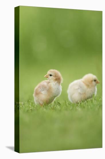 Chicken, Gallus Gallus Domesticus, Chicks, Meadow, at the Side, Is Standing-David & Micha Sheldon-Premier Image Canvas