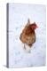 Chicken in Snow-null-Premier Image Canvas