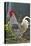 Chicken Rooster-null-Premier Image Canvas