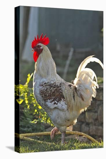 Chicken Rooster-null-Premier Image Canvas