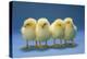 Chickens X4 Chicks-null-Premier Image Canvas