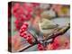 Chiffchaff perching on branch with red berries, Finland-Markus Varesvuo-Premier Image Canvas