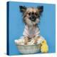 Chihuahua, 16 Months Old, Sitting In Front Of Blue Background With Easter Basket-Life on White-Premier Image Canvas