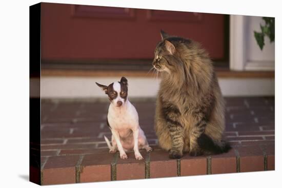 Chihuahua and a Cat-DLILLC-Premier Image Canvas