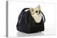 Chihuahua Dog in Carry Bag-null-Premier Image Canvas