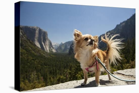 Chihuahua Dog in Yosemite National Park-Richard T Nowitz-Premier Image Canvas