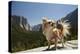 Chihuahua Dog in Yosemite National Park-Richard T Nowitz-Premier Image Canvas