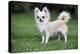 Chihuahua Dog-null-Premier Image Canvas