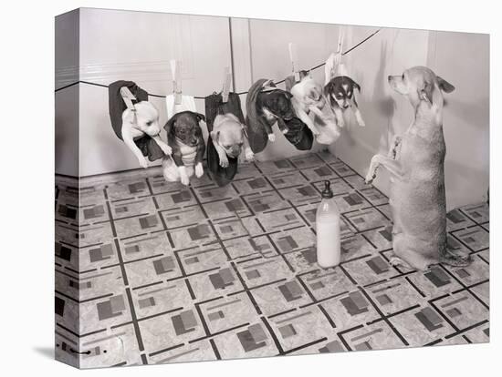 Chihuahua Feeding Her Pups-Bettmann-Premier Image Canvas