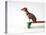 Chihuahua on a Skateboard-Chris Rogers-Premier Image Canvas
