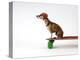 Chihuahua on a Skateboard-Chris Rogers-Premier Image Canvas