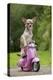 Chihuahua on Scooter-null-Premier Image Canvas