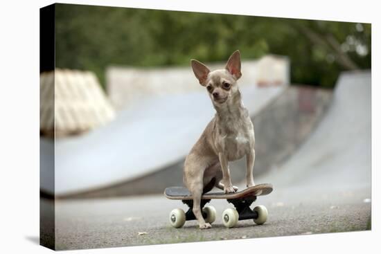 Chihuahua on Skateboard in Skate Park-null-Premier Image Canvas