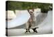 Chihuahua on Skateboard in Skate Park-null-Premier Image Canvas