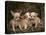 Chihuahua Puppies-DLILLC-Premier Image Canvas