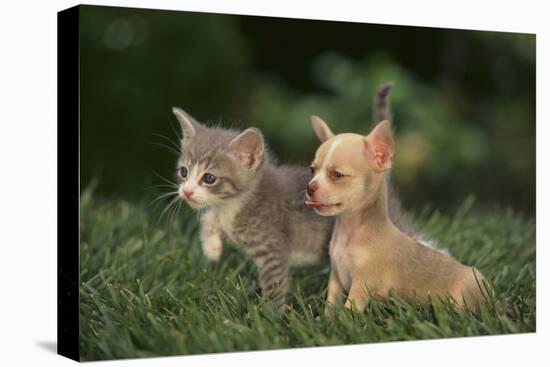 Chihuahua Puppy and a Kitten-DLILLC-Premier Image Canvas