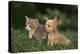 Chihuahua Puppy and a Kitten-DLILLC-Premier Image Canvas