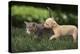 Chihuahua Puppy and Kitten-DLILLC-Premier Image Canvas