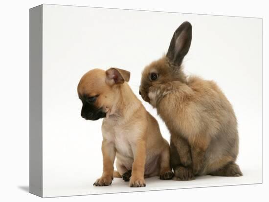 Chihuahua Puppy and Lionhead Rabbit-Jane Burton-Premier Image Canvas