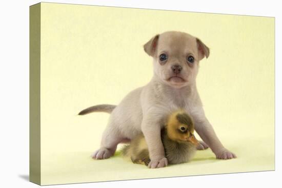 Chihuahua Puppy Standing with Duckling (6 Weeks)-null-Premier Image Canvas