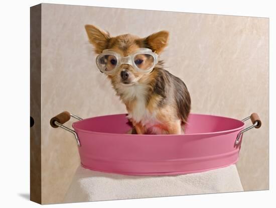 Chihuahua Puppy Taking A Bath Wearing Goggles Sitting In Pink Bathtub-vitalytitov-Premier Image Canvas