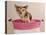 Chihuahua Puppy Taking A Bath Wearing Goggles Sitting In Pink Bathtub-vitalytitov-Premier Image Canvas