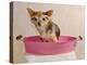 Chihuahua Puppy Taking A Bath Wearing Goggles Sitting In Pink Bathtub-vitalytitov-Premier Image Canvas