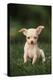 Chihuahua Puppy-DLILLC-Premier Image Canvas