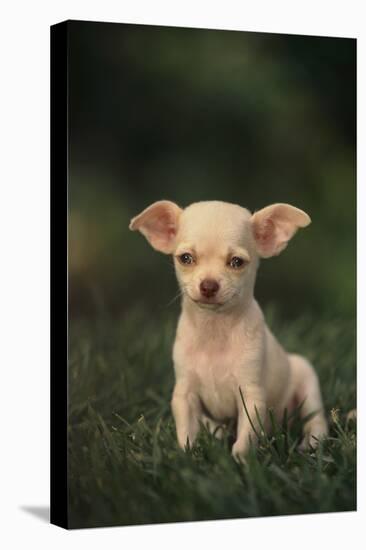 Chihuahua Puppy-DLILLC-Premier Image Canvas