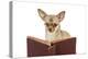 Chihuahua Reading a Book Wearing Glasses-null-Premier Image Canvas