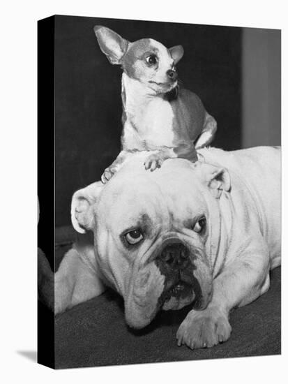 Chihuahua Seated on a Bulldog-Bettmann-Premier Image Canvas