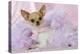 Chihuahua Wearing Pink Collar Laying on Purple-null-Premier Image Canvas