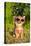 Chihuahua Wearing Sunglasses And T-Shirt In The Park-vitalytitov-Premier Image Canvas