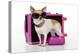 Chihuahua Wearing Sunglasses with Girly Props-null-Premier Image Canvas