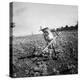 Child of Black Tenant Farmer Family Using Hoe While Working in Cotton Field-Dorothea Lange-Premier Image Canvas