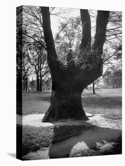 Children Playing and Climbing up Trees-Cornell Capa-Premier Image Canvas