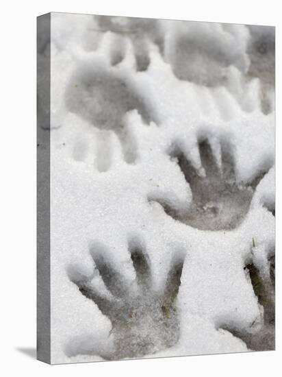Children's Handprints in a Spring Snow-John Nordell-Premier Image Canvas
