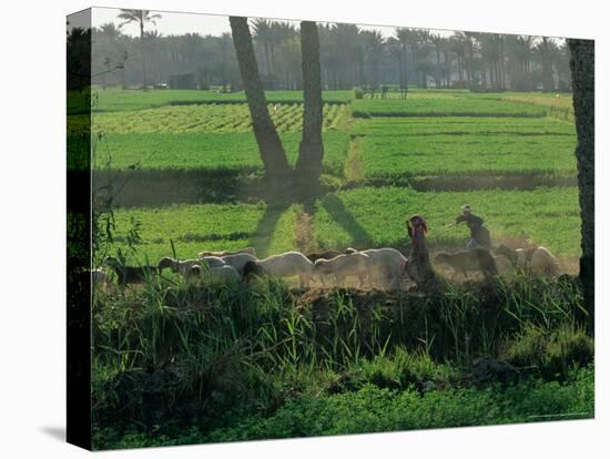 Children Tending Family Herds in Cultivated Fields at Saqqara, Egypt-Kenneth Garrett-Premier Image Canvas