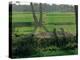 Children Tending Family Herds in Cultivated Fields at Saqqara, Egypt-Kenneth Garrett-Premier Image Canvas