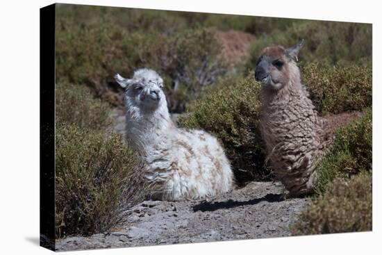 Chile, Andes Mountains, Tara Salt Lake. Close Up of Llamas Resting-Mallorie Ostrowitz-Premier Image Canvas