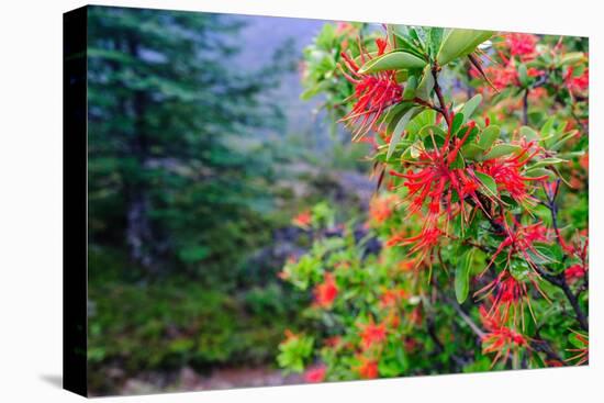 Chile, Aysen. Chilean firetree in bloom. Locally called Notro.-Fredrik Norrsell-Premier Image Canvas