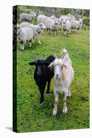 Chile, Aysen. Goats and sheep out to pasture at a campo.-Fredrik Norrsell-Premier Image Canvas